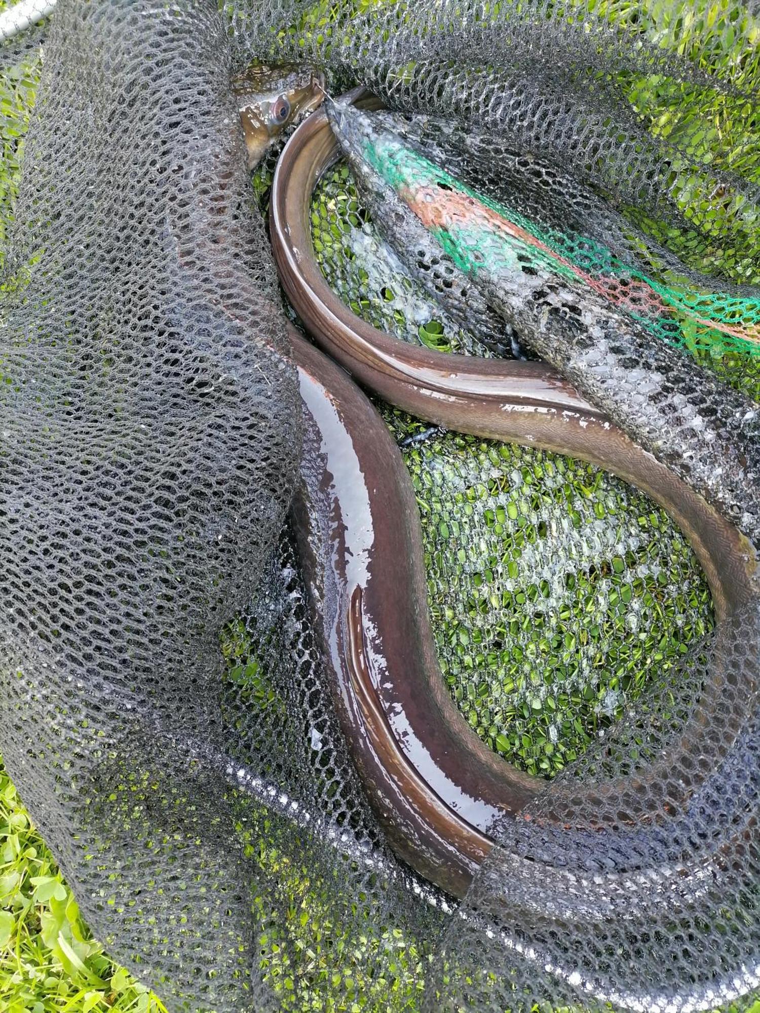 Agro-Tur Domki W Szuwarach Kuty Eksteriør billede